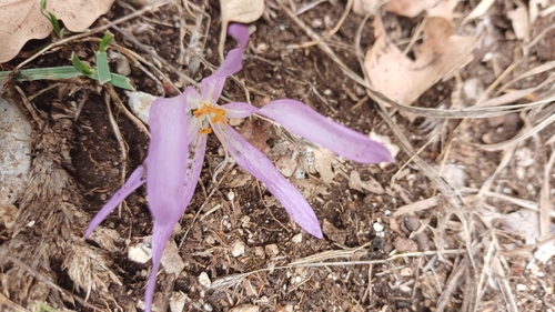 Portuguese colchicum