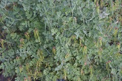 Coronilla valentina glauca