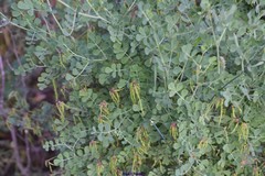 Coronilla valentina glauca