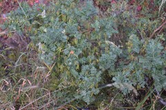 Coronilla valentina glauca