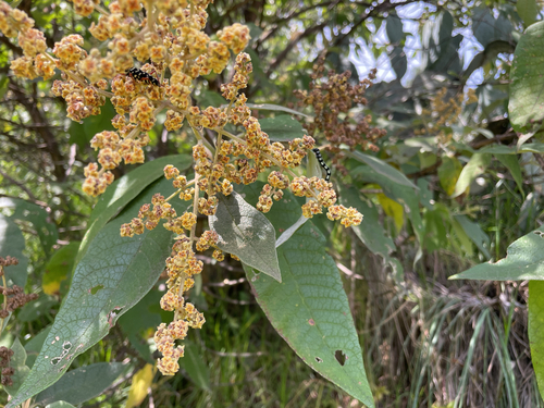 Buddleja cordata