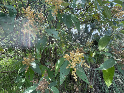 Buddleja cordata, photograph 1