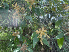 Buddleja cordata, photograph (c) Carlos Muñoz-Amezcua, some rights reserved (CC BY)