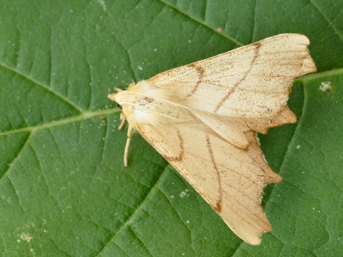 September Thorn