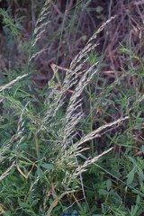 Arrhenatherum elatius bulbosum