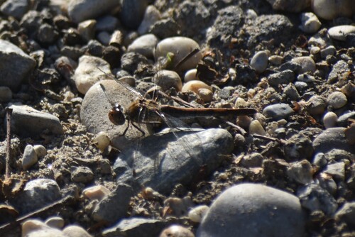 Common Darter