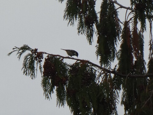 Coal Tit