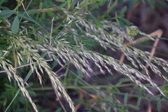 Arrhenatherum elatius bulbosum