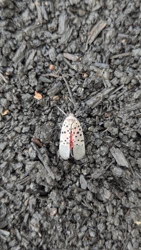 Spotted Lanternfly