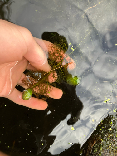 Utricularia macrorhiza, photograph 4