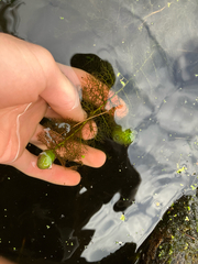 Utricularia macrorhiza, photograph author not stated, no rights reserved