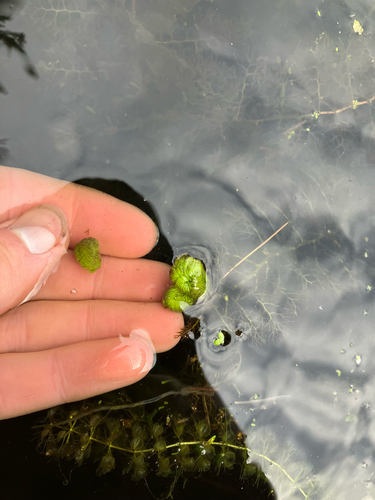Utricularia macrorhiza, photograph 6