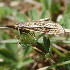 Thisanotia chrysonuchella