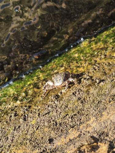 Marbled Crab