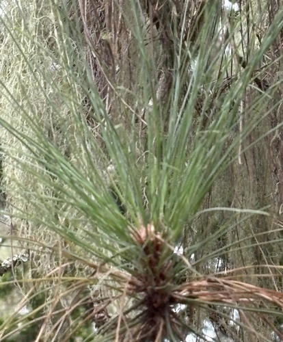Canary Island pine