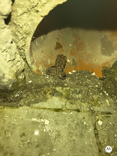Asian Common Toad