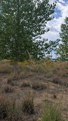 Sporobolus rigidus, photograph author not stated, no rights reserved