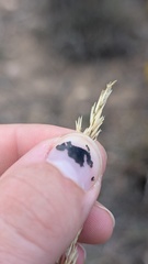 Sporobolus rigidus, photograph author not stated, no rights reserved