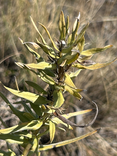 Lithospermum ruderale, photograph 3