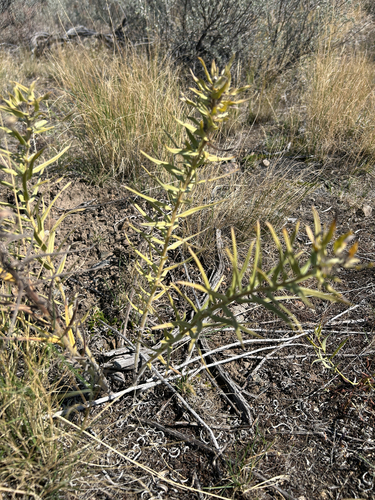 Lithospermum ruderale, photograph 2