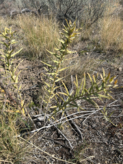author not stated, no rights reserved Lithospermum ruderale, photograph author not stated, no rights reserved