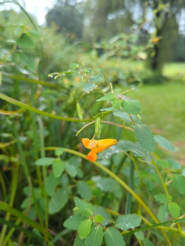 common jewelweed