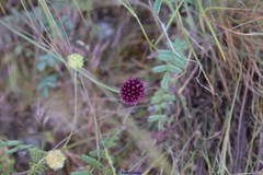 Allium sphaerocephalon