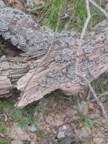 Turkey-tails and allies