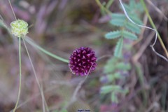 Allium sphaerocephalon