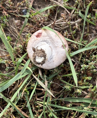 Meadow Mushroom