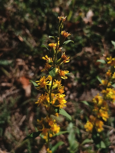 European goldenrod