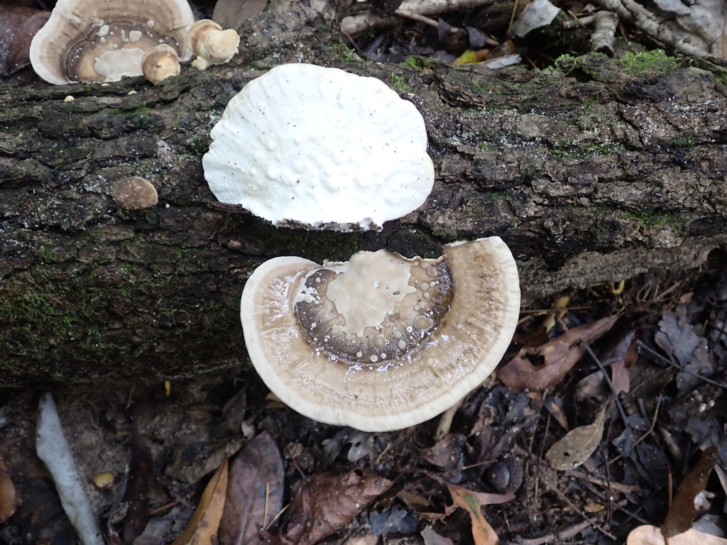 Latte Bracket · September 2026 · photo: Photo: (c) David Wilkins, some rights reserved (CC BY) · iNaturalist