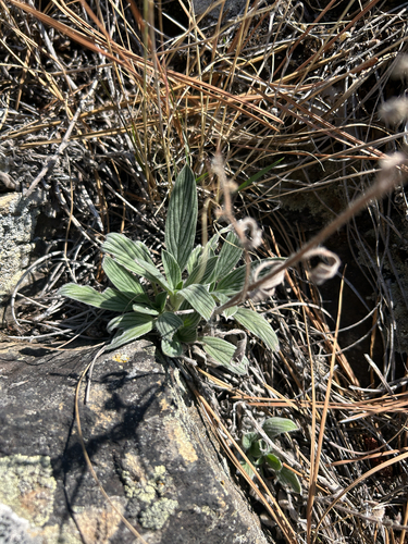 Phacelia hastata, photograph 1