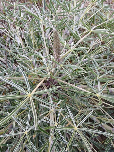 Lupinus multiflorus