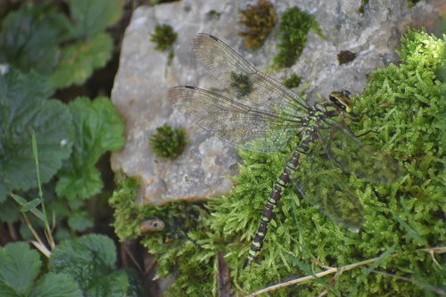 Southern Hawker