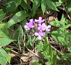 Hesperis matronalis