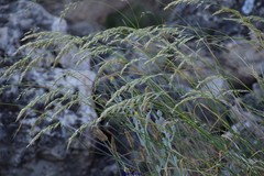 Arrhenatherum elatius bulbosum