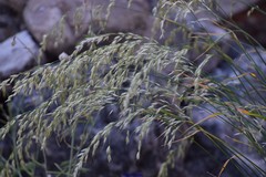 Arrhenatherum elatius bulbosum