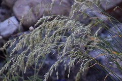 Arrhenatherum elatius bulbosum