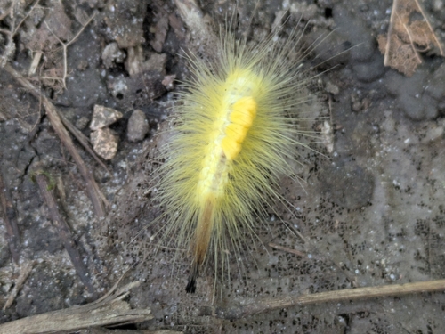 Definite Tussock Moth