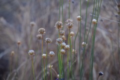 Armeria arenaria