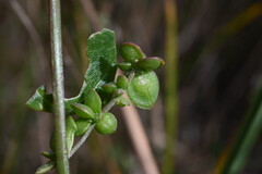 Atriplex micrantha, photograph (c) Anders Hastings, some rights reserved (CC BY)