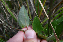 Atriplex micrantha, photograph (c) Anders Hastings, some rights reserved (CC BY)