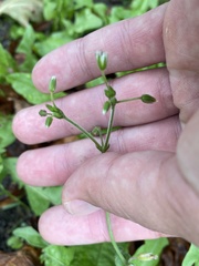 Cerastium holosteoides