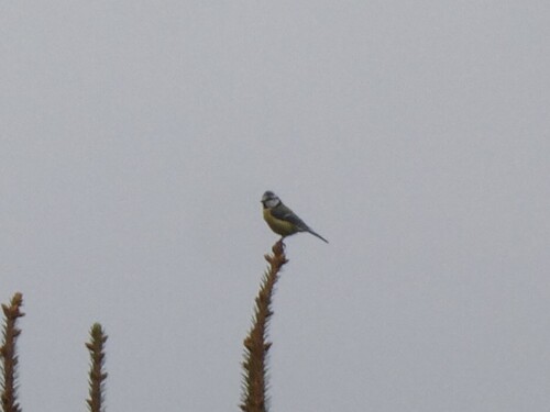 Eurasian Blue Tit