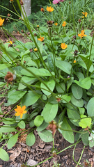 Coreopsis auriculata