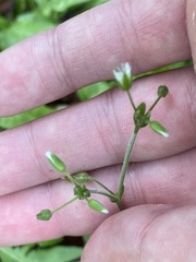 Cerastium holosteoides, photograph (c) Илья Руденко, some rights reserved (CC BY)