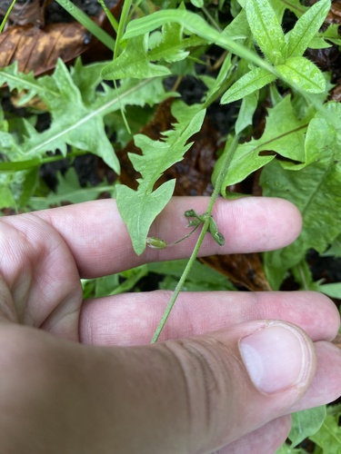Cerastium holosteoides, photograph 3