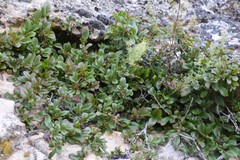 Rhamnus pumila