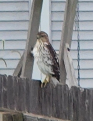 Cooper's Hawk